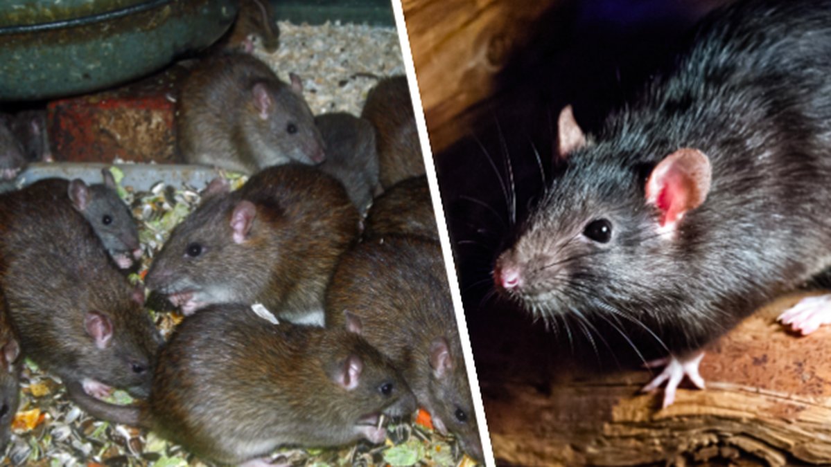 CDC varnar för att råttor börjat äta varandra